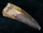 Big Spinosaurus Tooth - Excellent Preservation #12241-1